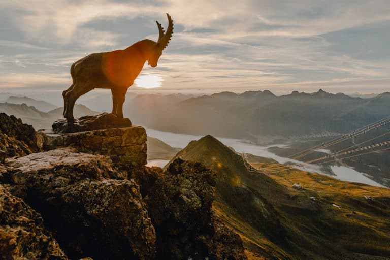 The Personality Traits of Capricorn, the Ambitious Mountain Goat