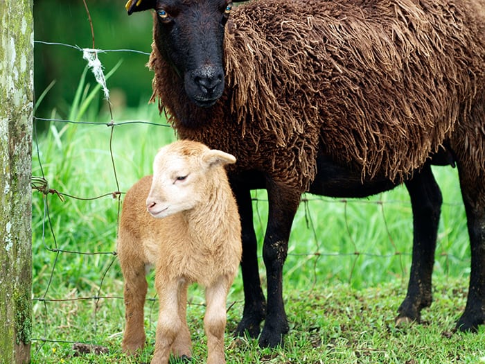Imbolc - Lamb with Ewe