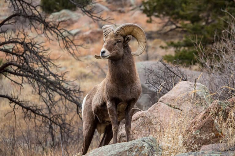 The Hidden Meaning Behind the Aries Symbol of the Ram