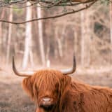 Taurus Personality Traits - furry yak bull