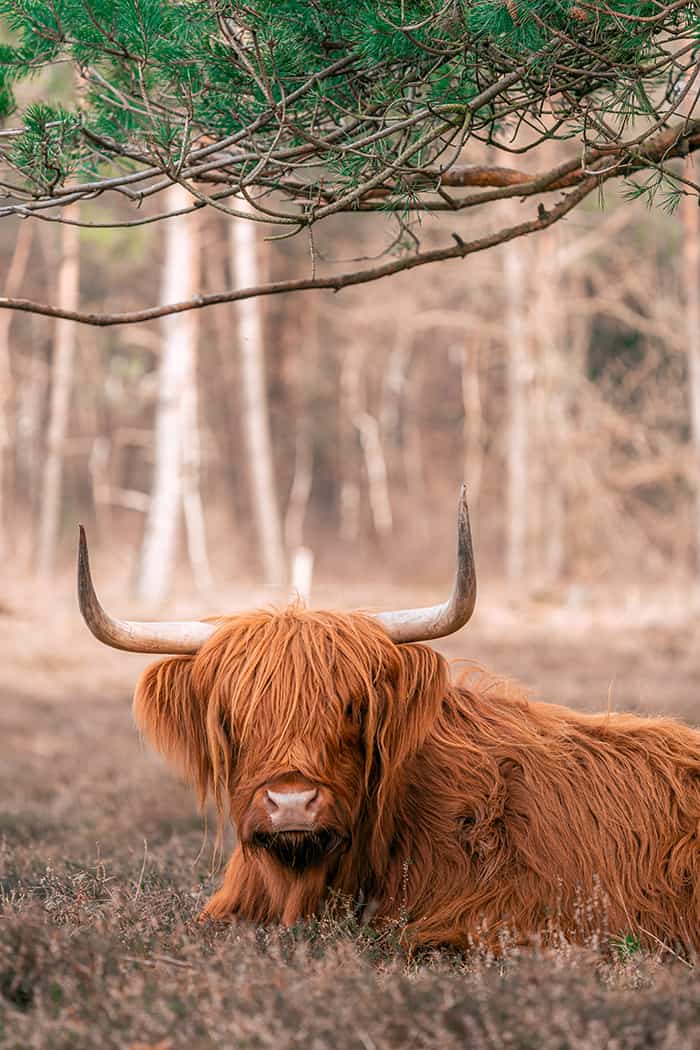 Taurus Personality Traits - furry yak bull