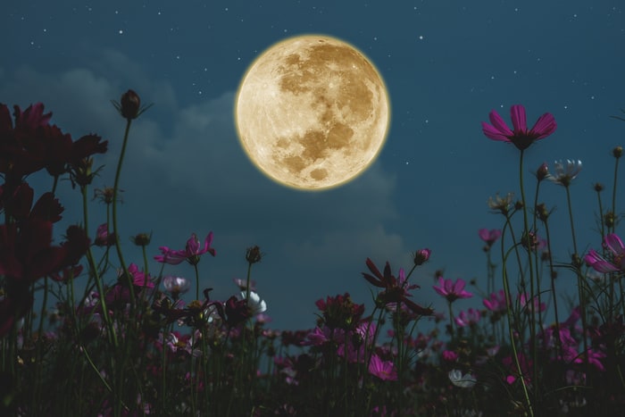 Full Moon Calendar and Dates 2023 2024 - Moon among flowers