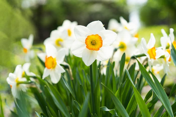 Narcissus and Echo Myth - Narcissus Flower