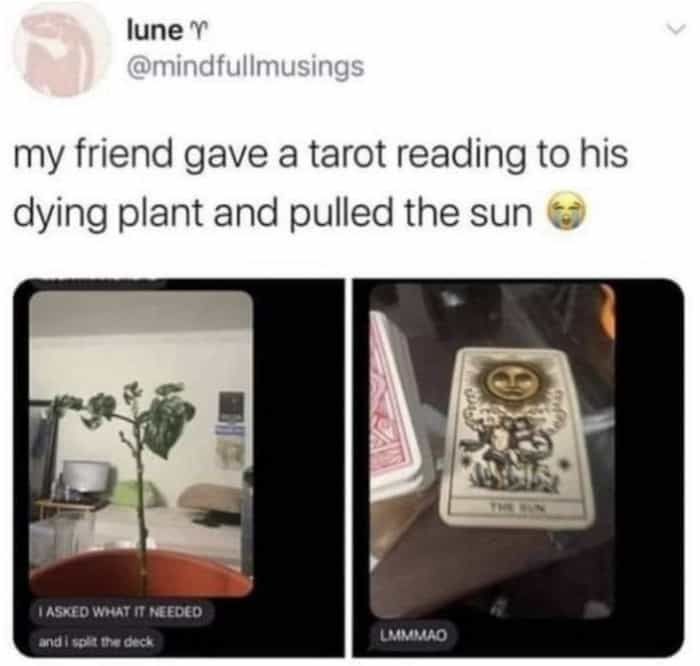 plant needs sunlight